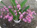 Oncidium Tsiku Marguerite CT Dragon 1